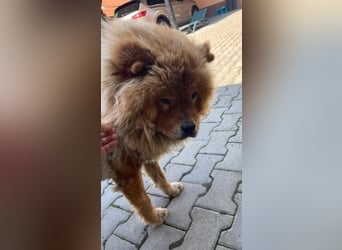 Bella - eine Schönheit sucht ihr Zuhause für immer