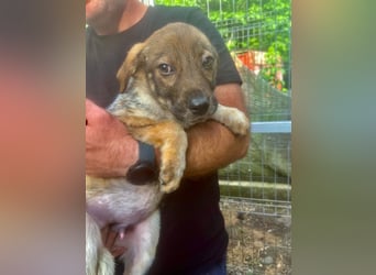 Muffin - lebhafter, aktiver, neugieriger und verspielter junger Rüde / z.Zt. noch in Rumänien