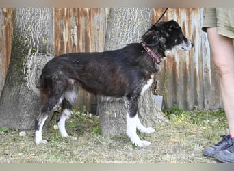 Hetti SI – Hundeomi sucht Gnadenplatz