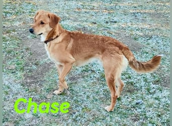Chase 03/2024 (in Deutschland) - neugieriger und sportlicher Junghund!