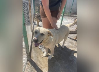Und dann kam BAILEY - ein liebevoller Hundeopi mit trauriger Vergangenheit sucht endlich sein Glück