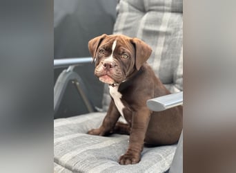 OEB mix Bulldoge old english bulldog