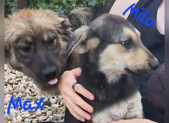 MAX - Traumhund sucht Traumzuhause
