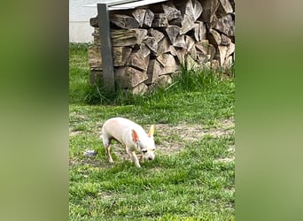 SOPHIE und KAAMI ❤️ 2 Chihuahua Seelen, Pflegefamilie Bochum