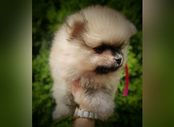 POMERANIAN WELPEN