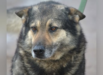 Bally - Ausgeglichener Rüde ruhig und lieb, ca. 5 Jahre