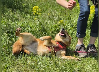 Kleine Foxy ist auf Körbchensuche