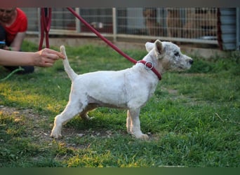 **RESERVIERT** Egres-PP, kleine Westie-Lady wünscht sich schönes Zuhause