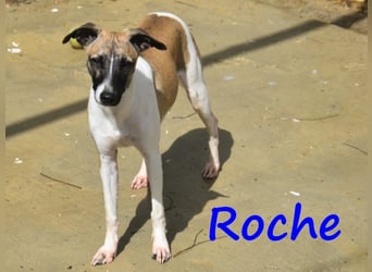 Roche 08/2024 (ESP) - verspielter und menschenbezogener Whippet Welpe!