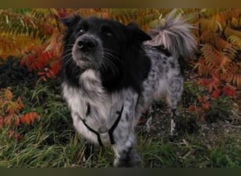 NOTFALL Lilli, benötigt dringend ein neues Zuhause!