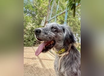 Nadine-liebe, verträgliche Setter-Mix-Hündin sucht ihre Familie