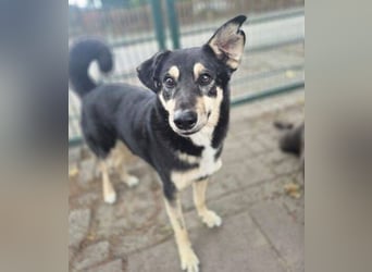 Simba, Kurzhaarcollie Mischling