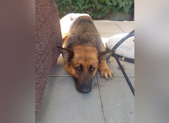 Molly sucht ein liebevolles Zuhause