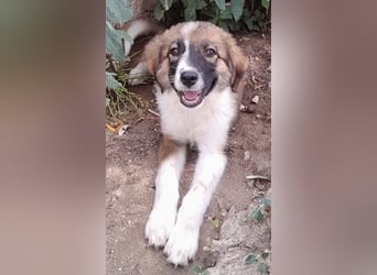 ❤️ Santi – eine kleine Kämpferin auf der Suche nach einem Zuhause voller Liebe!