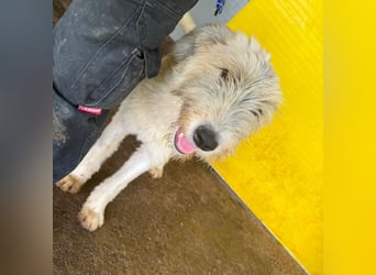 Wilma, 1 ¼-jähriges Mädel, Größe: mittelgroß, freundlich, aufgeschlossen, verschmust, souverän