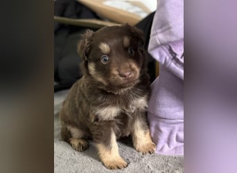 Tolle kleine Mini Australian Shepherd Welpen suchen Ihre Herzenfank