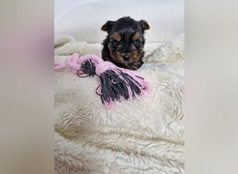 Yorkshire Terrier Welpen mit Stammbaum, Farbe Black Tan in Baden-Württemberg