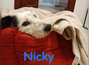 Nicky 01/2019 (ESP Pflegestelle) - braver, ausgeglichener und unglaublich lieber Bodeguero-Mix!