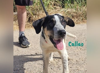 Callao 01/2022 (ESP) - super sympathischer, geselliger, verträglicher und verspielter junger Rüde!