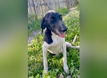 Sanfter und entspannter Junghund PEPPO sucht eine Familie!