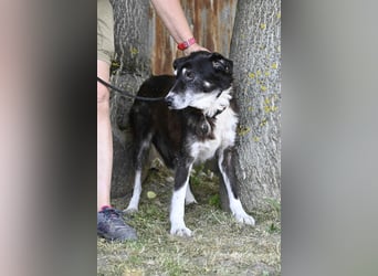 Hetti SI – Hundeomi sucht Gnadenplatz