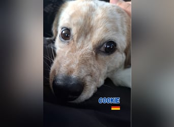 Cookie,geb.10/23,lieber Mischlingsrüde sucht ein  neues Zuhause,befindet sich in 68308 Mannheim
