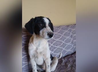 Coco - Pointer-mix sucht liebevolles Zuhause