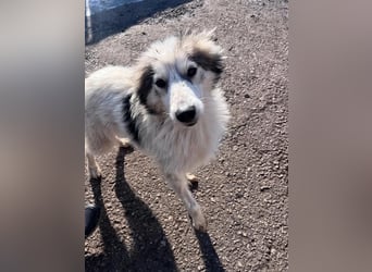 Aimee, RESERVIERT Husky-Collie Mix Lady ,  verjagt und sich selbst überlassen