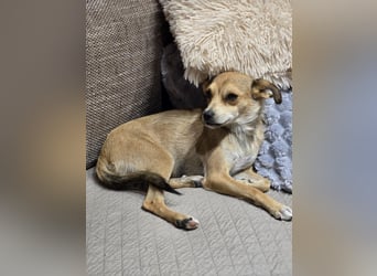 Pixie - Zarte Mama sucht ein eigenes Körbchen