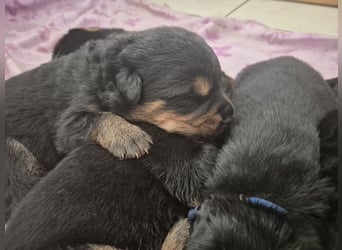 Rottweiler Schäferhund Mischling
