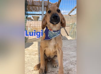 Luigi, geb.05/24 - kleiner Kämpfer sucht seine Familie