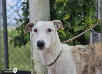 Christa ( Galgo Mix), ist ein absoluter Sonnenschein