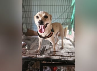 Olandesina: verschmuster Anfängerhund