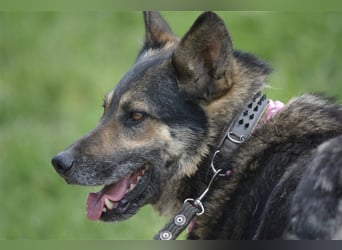 Bally - Ausgeglichener Rüde ruhig und lieb, ca. 5 Jahre