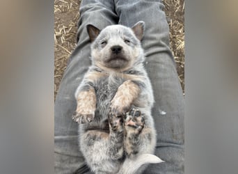 Australian Cattle Dog Rüde