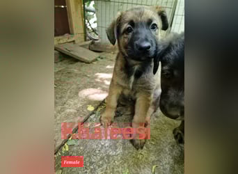 Khaleesi, Mädchen, wird bald 3 Jahre, ca. kniehoch, freundlich, verspielt, Frohnatur
