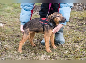 Malna-SI, kleine Welpin sucht liebe Familie