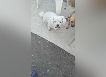 Kleiner Senior Tristan sucht sein Zuhause
