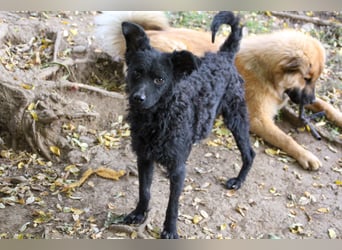 Freundlicher PANCHO ist ein liebevoller und allseits beliebter Traumhund