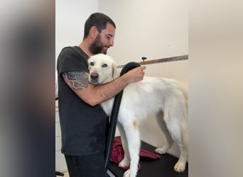 Nelly - sanfte große Herdenschutzhündin sucht Job bei lieben Menschen ;)