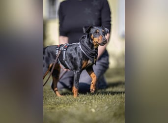 Leyla aktiver Jagdterrier Mischling Hündin sucht Zuhause für immmer