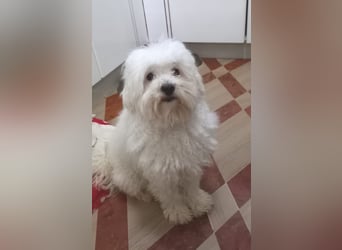 Robertino: Der freundliche, soziale Malteser-Pudel-Mix Familienhund hat sein Zuhause verloren