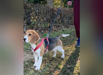 Beagel Hundin