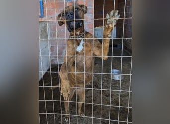 Boxermädel Ersi sucht ein aktives Zuhause.