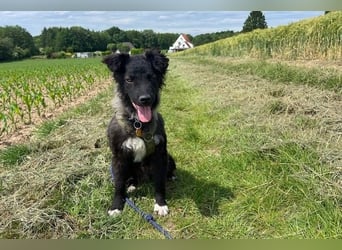 Laroche - Dein neuer bester Hundekumpel (32051 Herford)