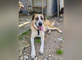 Ruhiger und gelassener Junghund WILLY (2 Jahre) sucht eine Familie