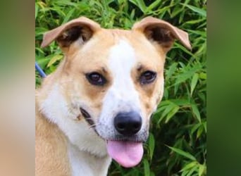 Goma, Labrador-Mix, lieb und sozial