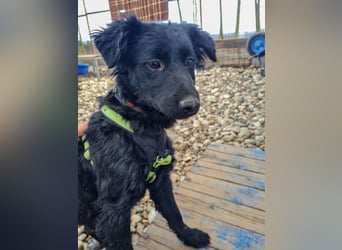 Schnuckelige DAYA hat das Potential zum Herzenshund
