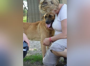 Anton-SI, Notfellchen sucht seinen Jackpot!