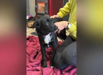 Trudie - Augenstern sucht Kuschelwolke (47839 Krefeld)